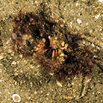 Inachus dorsettensis